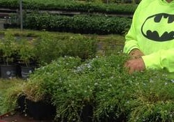 Team member in yellow-green shirt tending small potted plants in nursery